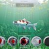 Steam版『My Koi』レビューと感想・評価：鯉を育てる癒しゲーム｜日本語化可能